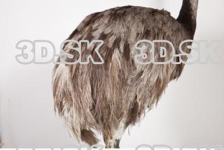 Emus body photo reference 0062